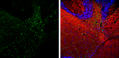 Anti-GFAP antibody used in IHC (Frozen sections) (IHC-Fr). GTX100850