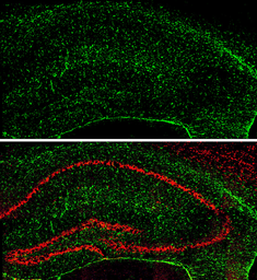 Anti-GFAP antibody used in IHC (Frozen sections) (IHC-Fr). GTX100850