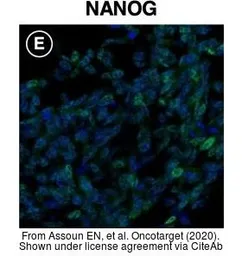 Anti-Nanog antibody [N3C3] used in Immunocytochemistry/ Immunofluorescence (ICC/IF). GTX100863