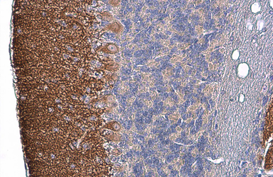 Anti-Tau antibody used in IHC (Paraffin sections) (IHC-P). GTX100866