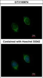 Anti-BMP4 antibody used in Immunocytochemistry/ Immunofluorescence (ICC/IF). GTX100874