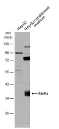 Anti-BMP4 antibody used in Western Blot (WB). GTX100874
