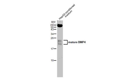 Anti-BMP4 antibody used in Western Blot (WB). GTX100875