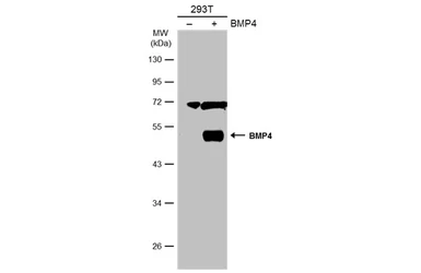 Anti-BMP4 antibody used in Western Blot (WB). GTX100875