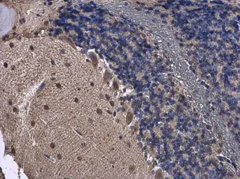 Anti-FGF13 antibody used in IHC (Paraffin sections) (IHC-P). GTX101008