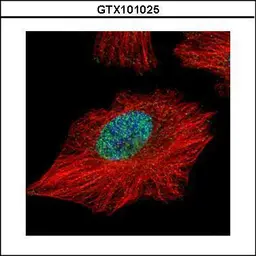 Anti-PTEN antibody used in Immunocytochemistry/ Immunofluorescence (ICC/IF). GTX101025