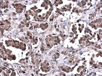 Anti-PTEN antibody used in IHC (Paraffin sections) (IHC-P). GTX101025