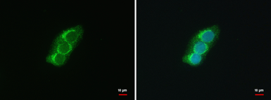 Anti-SEC13L1 antibody [N1C3] used in Immunocytochemistry/ Immunofluorescence (ICC/IF). GTX101055
