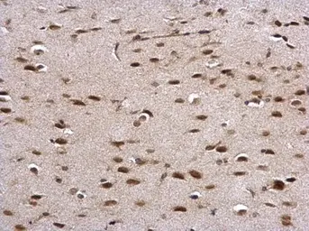 Anti-Prion Protein (PrP) antibody used in IHC (Paraffin sections) (IHC-P). GTX101063