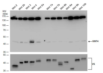 Anti-Wnt4 antibody used in Western Blot (WB). GTX101085