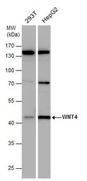 Anti-Wnt4 antibody used in Western Blot (WB). GTX101085