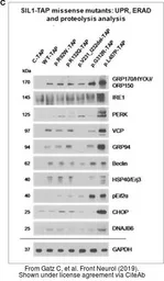 Anti-VCP antibody used in Western Blot (WB). GTX101089