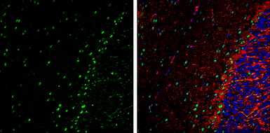Anti-VCP antibody used in IHC (Frozen sections) (IHC-Fr). GTX101089