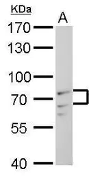 Anti-Lamin A + C antibody used in Western Blot (WB). GTX101126