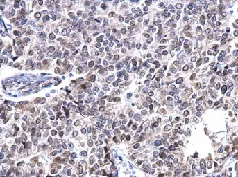 Anti-Lamin A + C antibody used in IHC (Paraffin sections) (IHC-P). GTX101126