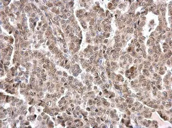 Anti-Lamin A + C antibody used in IHC (Paraffin sections) (IHC-P). GTX101126
