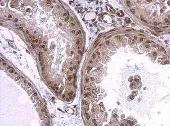 Anti-Lamin A + C antibody used in IHC (Paraffin sections) (IHC-P). GTX101126