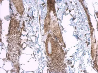 Anti-Lamin A + C antibody used in IHC (Paraffin sections) (IHC-P). GTX101126