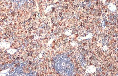 Anti-Heme Oxygenase 1 antibody used in IHC (Paraffin sections) (IHC-P). GTX101147