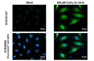 Anti-Heme Oxygenase 1 antibody used in Immunocytochemistry/ Immunofluorescence (ICC/IF). GTX101147