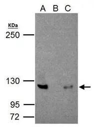 Anti-NFkB p100 antibody [C2C3], C-term used in Immunoprecipitation (IP). GTX101150