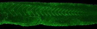 Anti-FYN antibody [N1N3] used in IHC (Whole mount) (IHC-Wm). GTX101189