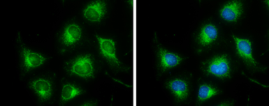 Anti-DLD antibody used in Immunocytochemistry/ Immunofluorescence (ICC/IF). GTX101245