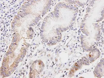 Anti-DLD antibody used in IHC (Paraffin sections) (IHC-P). GTX101245