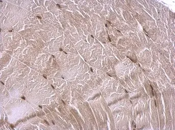 Anti-CBP antibody [C3], C-term used in IHC (Paraffin sections) (IHC-P). GTX101249
