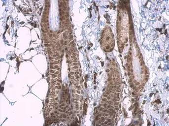 Anti-CBP antibody [C3], C-term used in IHC (Paraffin sections) (IHC-P). GTX101249