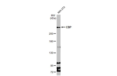 Anti-CBP antibody [C3], C-term used in Western Blot (WB). GTX101249