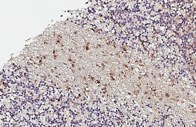 Anti-Apolipoprotein D antibody used in IHC (Paraffin sections) (IHC-P). GTX101306