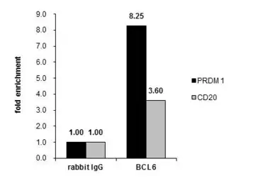 Anti-BCL6 antibody [N2C1], Internal used in ChIP assay (ChIP assay). GTX101338
