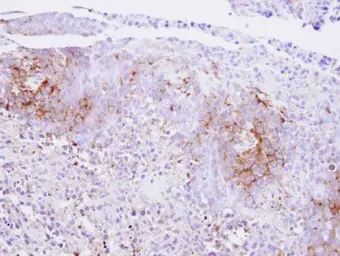 Anti-Calcium Sensing Receptor antibody used in IHC (Paraffin sections) (IHC-P). GTX101348