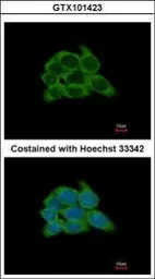 Anti-Hsp90 beta antibody [N2C2], Internal used in Immunocytochemistry/ Immunofluorescence (ICC/IF). GTX101423