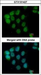 Anti-A-RAF antibody [C1C3] used in Immunocytochemistry/ Immunofluorescence (ICC/IF). GTX101427