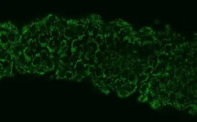 Anti-ALDH2 antibody used in IHC (Whole mount) (IHC-Wm). GTX101429