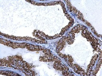Anti-ALDH2 antibody used in IHC (Paraffin sections) (IHC-P). GTX101429