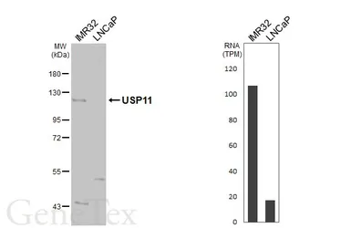 Anti-USP11 antibody [N1N2], N-term used in Western Blot (WB). GTX101446