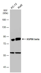 Anti-Hsp90 beta antibody used in Western Blot (WB). GTX101448
