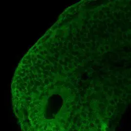 Anti-Hsp90 beta antibody used in IHC (Whole mount) (IHC-Wm). GTX101448