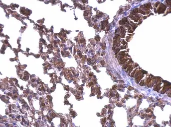 Anti-Hsp90 beta antibody used in IHC (Paraffin sections) (IHC-P). GTX101448
