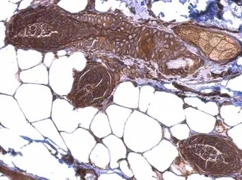 Anti-Hsp90 beta antibody used in IHC (Paraffin sections) (IHC-P). GTX101448