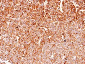 Anti-Hsp90 beta antibody used in IHC (Paraffin sections) (IHC-P). GTX101448