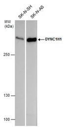Anti-DYNC1H1 antibody used in Western Blot (WB). GTX101452