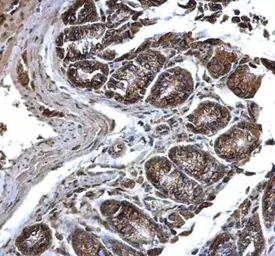 Anti-PDI antibody [N1N3] used in IHC (Paraffin sections) (IHC-P). GTX101468