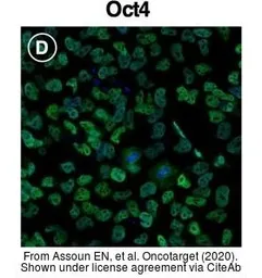 Anti-Oct4 antibody used in Immunocytochemistry/ Immunofluorescence (ICC/IF). GTX101497