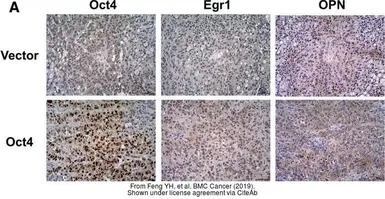 Anti-Oct4 antibody used in IHC (Paraffin sections) (IHC-P). GTX101497