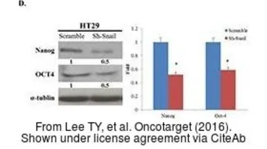 Anti-Oct4 antibody used in Western Blot (WB). GTX101497