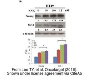 Anti-Oct4 antibody used in Western Blot (WB). GTX101497